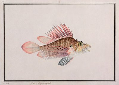 Eekan Linqah Singah, a Drawings of Fishes from Malacca, 1805-1818 körül (wc papíron) alkotó: Chinese School