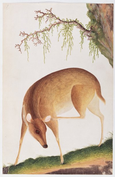 Fawn, Rajzok állatokról, rovarokról és hüllőkről Malaccából, 1805-1818 körül (wc és gouache papíron) alkotó: Chinese School
