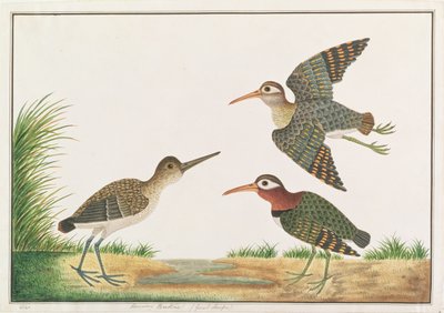 Greater Painted-snipe, a Drawings of Birds from Malacca, 1805-1818 körül (wc papíron) alkotó: Chinese School