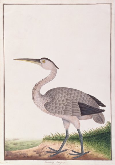 Szürke gém, a Drawings of Birds from Malacca, 1805-1818 körül (wc papíron) alkotó: Chinese School