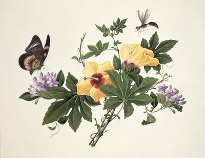 Hibiszkusz és pillangó alkotó: Chinese School
