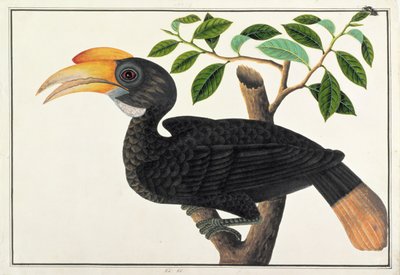 Ke ke, a Drawings of Birds from Malacca, c.1805-1818 (wc papíron) alkotó: Chinese School