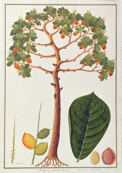 Klapang Terminalia Molucana vagy maláj mandula, a Növényrajzok Malacca-ból, 1805-1818 körül (wc papíron) alkotó: Chinese School