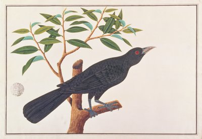 Koel, a Drawings of Birds from Malacca, 1805-1818 körül (wc papíron) alkotó: Chinese School