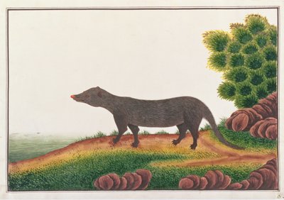 Mongoose, a Rajzok állatokról, rovarokról és hüllőkről Malacca-ból, 1805-1818 körül (guache és wc papíron) alkotó: Chinese School