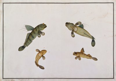 Mud Fish, Bloodo chiena, Bloodo La-ore, a Drawings of Fishes from Malacca, 1805-1818 körül (wc papíron) alkotó: Chinese School