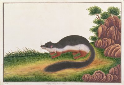Prevosts Squirrel, Rajzok állatokról, rovarokról és hüllőkről Malaccából, 1805-1818 körül (guache és wc papíron) alkotó: Chinese School