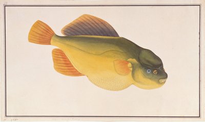 Putterfish, a Drawings of Fishes from Malacca, 1805-1818 körül (wc papíron) alkotó: Chinese School