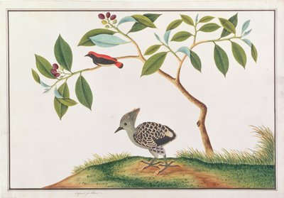 Skarláthátú virágkopáncs szürke-bőrfakopáncssal, a Malaccai madarak rajzaiból, 1805-1818 körül (wc papíron) alkotó: Chinese School