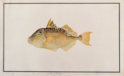 Starry Triggerfish, a Drawings of Fishes from Malacca, 1805-1818 körül (wc papíron) alkotó: Chinese School
