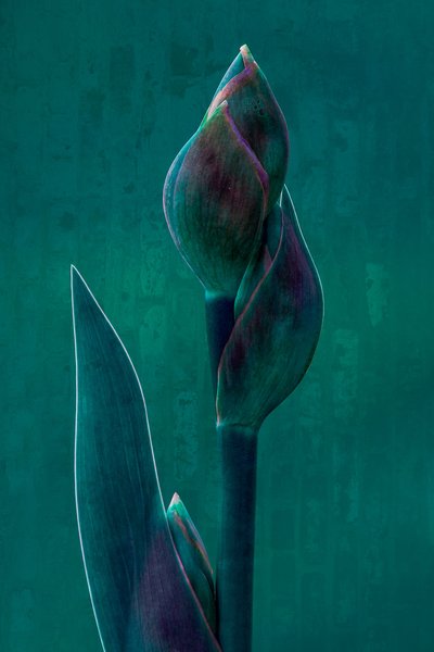 Moody Botanical Bloom alkotó: Chris Hamilton