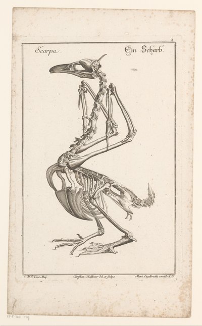 Skeleton van een aalscholver Scarpa / A Sharb (cím a tárgyon) Különböző Sceleta vagy Leg Bodies (sorozat címe) alkotó: Christian Hallbaur