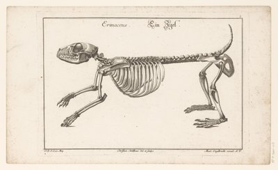 Egy sündisznó csontváza Erinaceus / Ein Egel (cím a tárgyon) Unterschiedliche Sceleta vagy Bone-Cörper (sorozat címe) alkotó: Christian Hallbaur