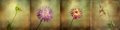 A dália életciklusa alkotó: Christian MARCEL