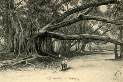 Óriásfák a jávai Buitenzorgban, 1898. alkotó: Christian Wilhelm Allers