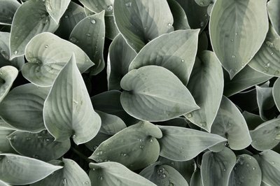 Harmatos hosta levelek alkotó: Christina Sillen