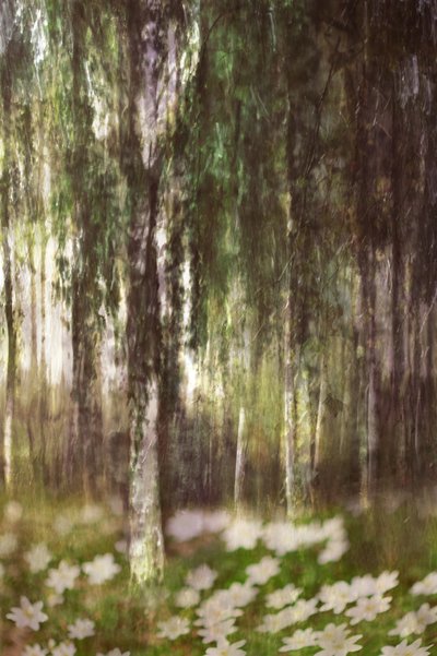 Álomszerű nyírfaerdő alkotó: Christina Sillen