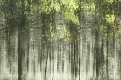 Éteri erdei fény alkotó: Christina Sillen