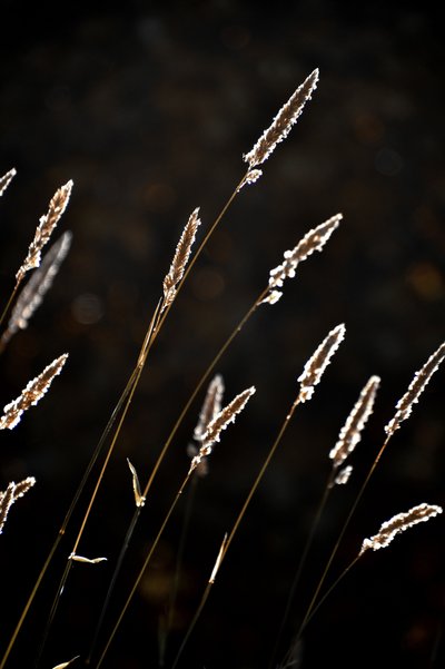 Aranyfényű fű alkotó: Christina Sillen