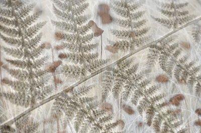 Réteges páfránylevelek alkotó: Christina Sillen