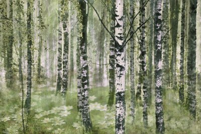 Békés nyírfaerdő alkotó: Christina Sillen