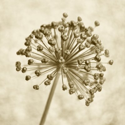 Sépia Allium gömb alkotó: Christina Sillen