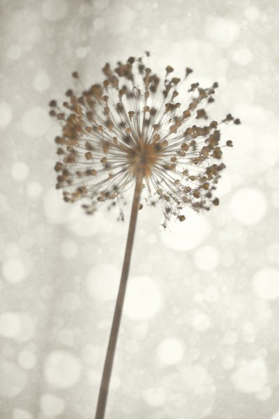 Lágy Allium-virág alkotó: Christina Sillen