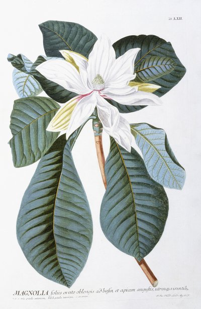 Magnólia, 1750-1773 alkotó: Christoph Jacob Trew