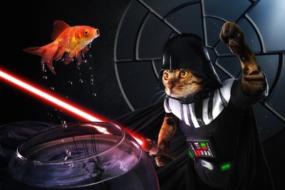Cat galaktikus halcsatája alkotó: Christophe Kiciak