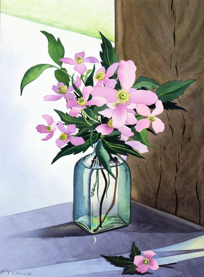 Csendélet Pink Clematis (akvarell papíron) alkotó: Christopher Ryland