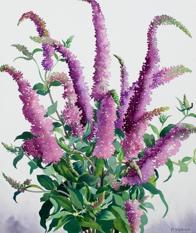 Vad Buddleia alkotó: Christopher Ryland