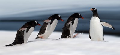 Gentoo pingvin akció alkotó: Chuanxu Ren