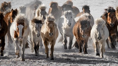 A vadlovak rohamoznak alkotó: Chuanxu Ren