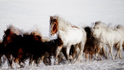 Vadlovak téli mozgásban alkotó: Chuanxu Ren