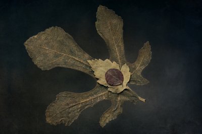  alkotó: Cicek Kiral