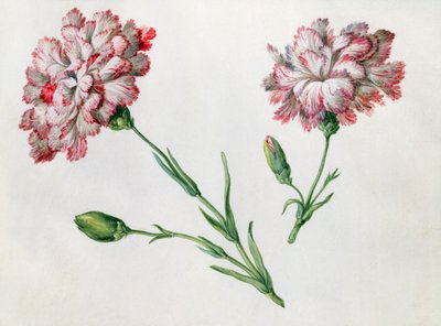 Szegfű alkotó: Claude Aubriet