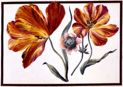 Tulipánok és kökörcsin, 1690 körül alkotó: Claude Aubriet