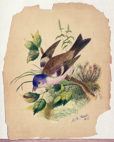 Kék madár egy ágon alkotó: Claude Raguet Hirst