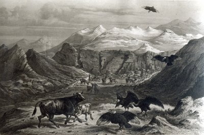 A borjút megtámadták a kondorok, a „Historia de Chile”-ből, F. Lehnert vésette, 1834-es fotó) alkotó: Claudio Gay