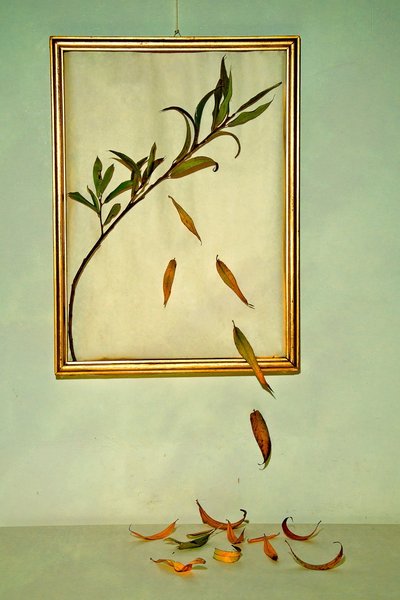  alkotó: Codruta Georgescu