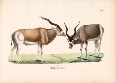 Addax Antilop téli kabátban alkotó: Conrad Kull