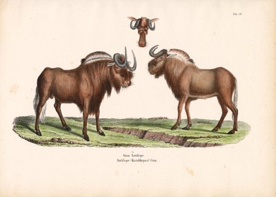 Fekete gnú fejjel részletesen alkotó: Conrad Kull