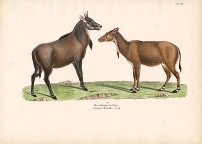 Bontebok vagy Blesbok alkotó: Conrad Kull