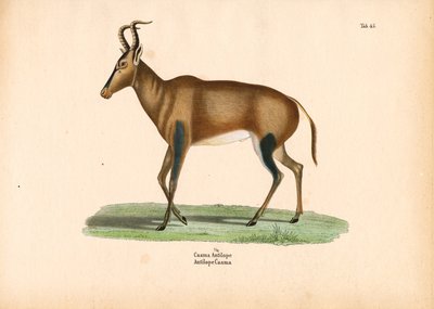 Caama antilop alkotó: Conrad Kull