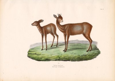 Cape Grysbok alkotó: Conrad Kull