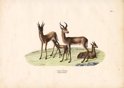 Közös gazella a családban alkotó: Conrad Kull