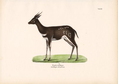 Erdei antilop alkotó: Conrad Kull