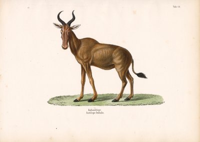 Hartebeest alkotó: Conrad Kull