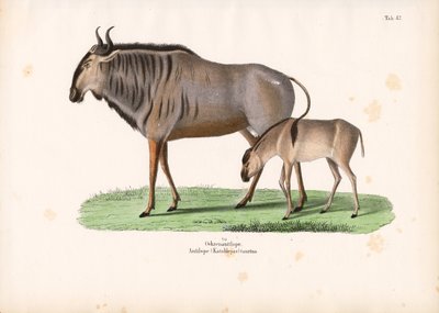 Hartebeest borjúval alkotó: Conrad Kull