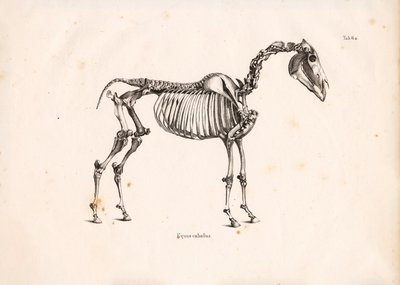 Ló csontváz alkotó: Conrad Kull